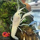 Electric White Lobster - Rare in Houston Aqua